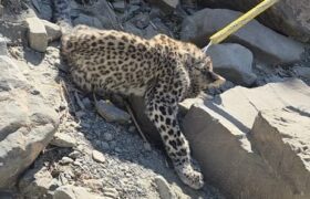 نجات توله‌پلنگ نیمه‌جان در بشاگرد