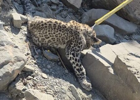 نجات توله‌پلنگ نیمه‌جان در بشاگرد