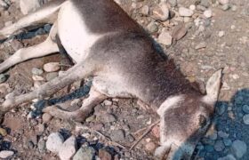 کشتار ۲۰ رأس الاغ وحشی در راونگ میناب