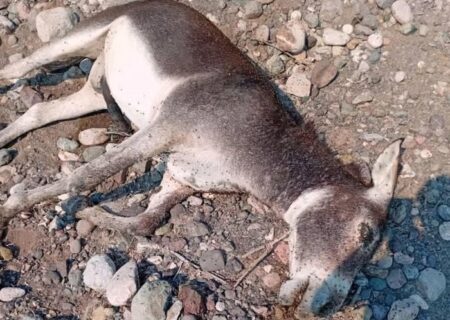 کشتار ۲۰ رأس الاغ وحشی در راونگ میناب