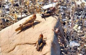 آماده‌باش جهادکشاورزی هرمزگان برای مقابله با هجوم احتمالی ملخ صحرایی