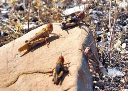 آماده‌باش جهادکشاورزی هرمزگان برای مقابله با هجوم احتمالی ملخ صحرایی