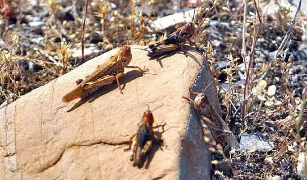 آماده‌باش جهادکشاورزی هرمزگان برای مقابله با هجوم احتمالی ملخ صحرایی