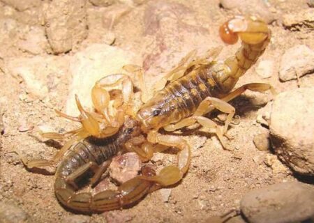 نجات جان بیمار عقرب‌گزیده در بشاگرد با تلاش نیروهای اورژانس