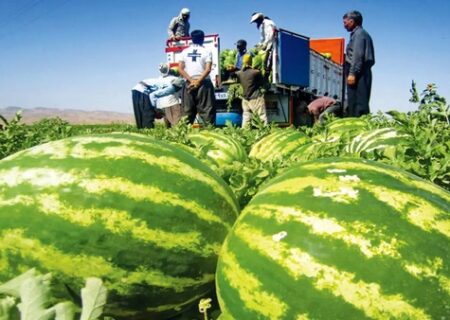برداشت هندوانه شب یلدا در جاسک آغاز شد