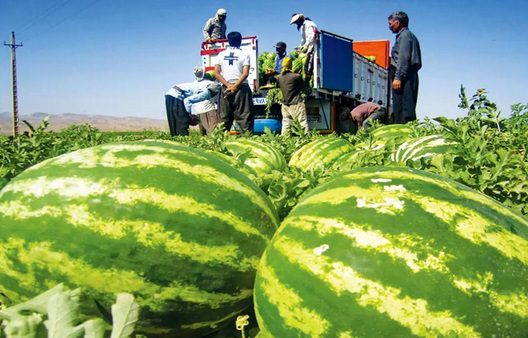 برداشت هندوانه شب یلدا در جاسک آغاز شد