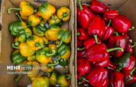 صادرات ۱۸۰ هزار تن محصول گلخانه‌ای هرمزگان به کشورهای مختلف