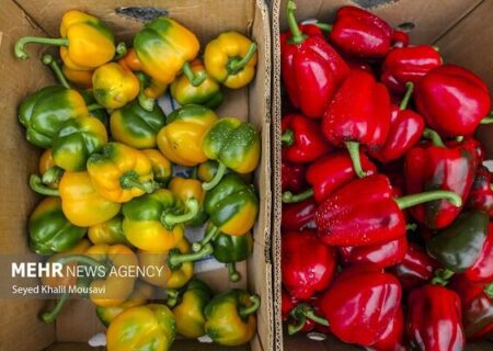 صادرات ۱۸۰ هزار تن محصول گلخانه‌ای هرمزگان به کشورهای مختلف