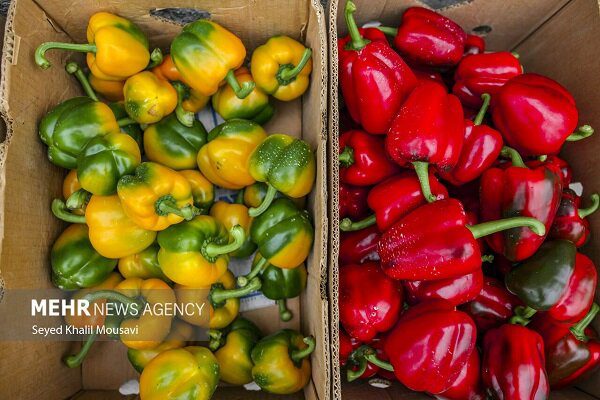 صادرات ۱۸۰ هزار تن محصول گلخانه‌ای هرمزگان به کشورهای مختلف