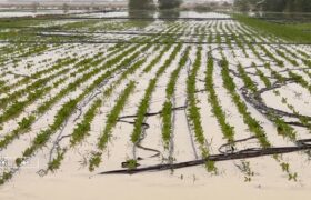 بارندگی‌های اخیر ۲۰۰ میلیارد تومان به کشاورزی میناب خسارت زد