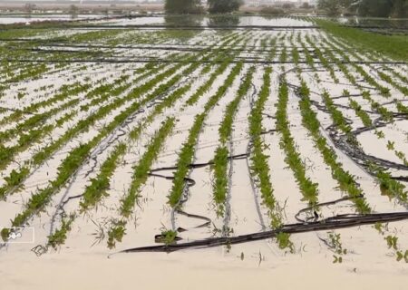 بارندگی‌های اخیر ۲۰۰ میلیارد تومان به کشاورزی میناب خسارت زد