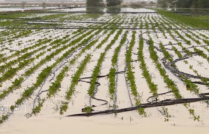 بارندگی‌های اخیر ۲۰۰ میلیارد تومان به کشاورزی میناب خسارت زد