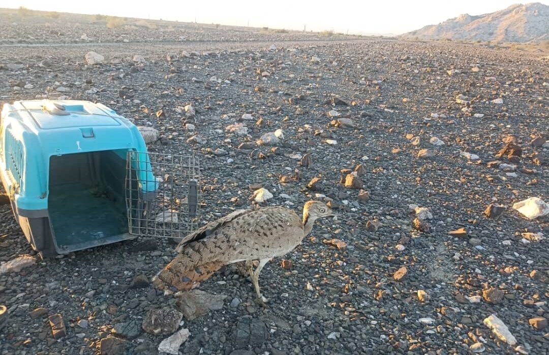 رهاسازی یک قطعه هوبره در میناب