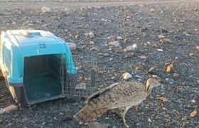 رهاسازی یک قطعه هوبره در میناب