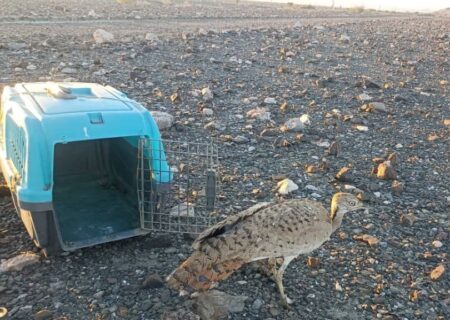 رهاسازی یک قطعه هوبره در میناب