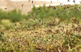 تشکیل ستاد مقابله با هجوم احتمالی ملخ صحرایی در استان هرمزگان