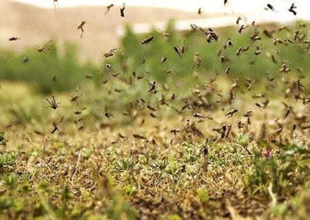 تشکیل ستاد مقابله با هجوم احتمالی ملخ صحرایی در استان هرمزگان