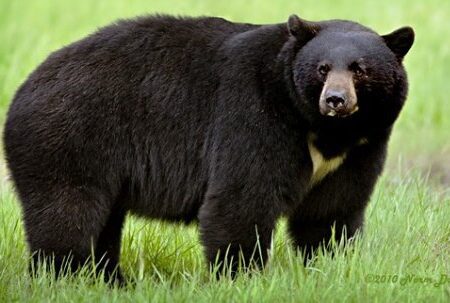 حمله خرس سیاه به دام‌های دو روستای رودان