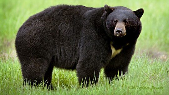 حمله خرس سیاه به دامهای دو روستای رودان