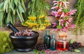 اجرای پایلوت کشت گیاه دارویی مرزنجوش در بندرعباس