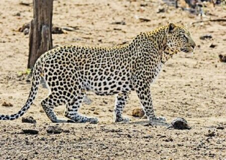 حمله پلنگ به دام‌های اهلی رودان / ۶ رأس بز تلف شدند