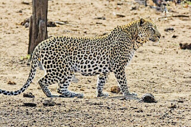 حمله پلنگ به دامهای اهلی رودان / ۶ رأس بز تلف شدند