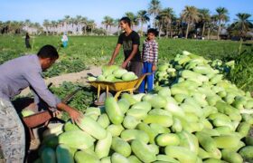 آغاز برداشت هندوانه پاییزه در میناب