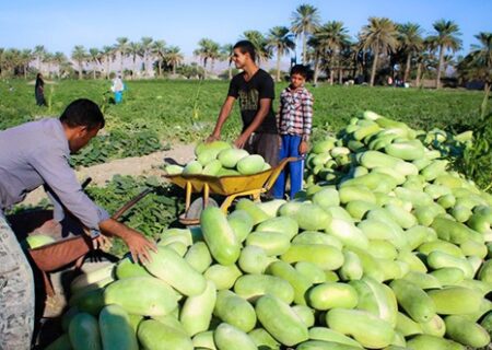 آغاز برداشت هندوانه پاییزه در میناب