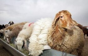 توقیف خودرو حامل ۲۵ رأس احشام قاچاق در ایست و بازرسی میناب