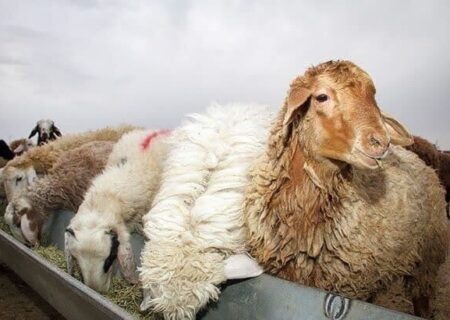 توقیف خودرو حامل ۲۵ رأس احشام قاچاق در ایست و بازرسی میناب