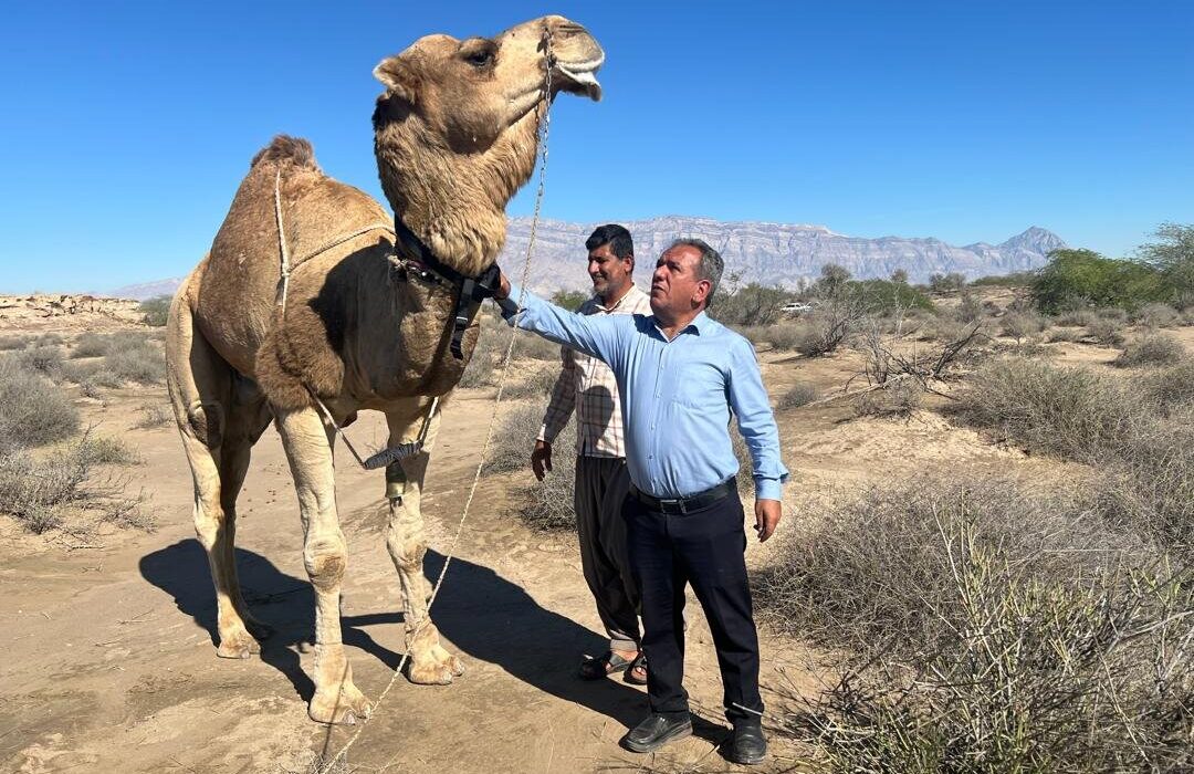 نصب نخستین ردیاب هوشمند شتر در هرمزگان