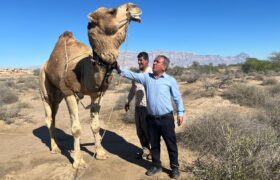 نصب نخستین ردیاب هوشمند شتر در هرمزگان