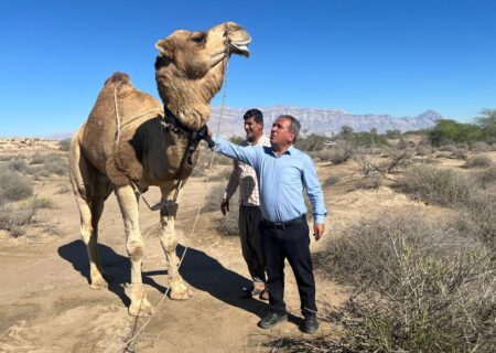 نصب نخستین ردیاب هوشمند شتر در هرمزگان