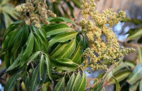 آغاز فصل گل‌دهی درختان انبه در هرمزگان