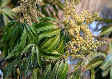 آغاز فصل گل‌دهی درختان انبه در هرمزگان