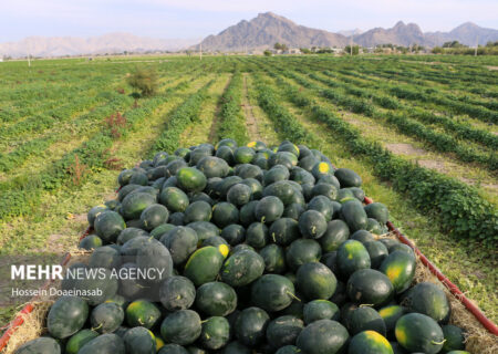 پیش بینی برداشت ۳۰ هزار تن هندوانه بهاره در شهرستان جاسک